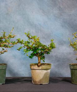 Small Leaf Fukien Tea – Shohin – 4″ Pot