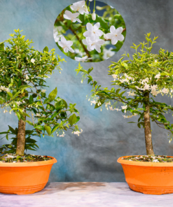 Water Jasmine – 7″ & 9″ Pots