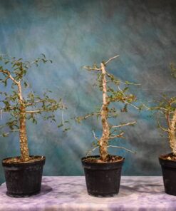 Operculicarya decaryi – Elephant Tree – 4″ & 6″ Pots