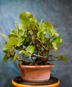 Seagrape – One of a Kind Pre-Bonsai