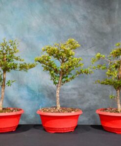 Dwarf Black Olive – Bucida molinetti – 8″ Pot