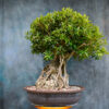 Ficus Exotica bonsai