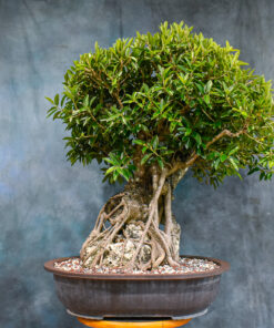 Ficus Exotica bonsai
