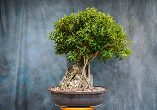 Ficus Exotica bonsai