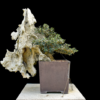 european olive bonsai