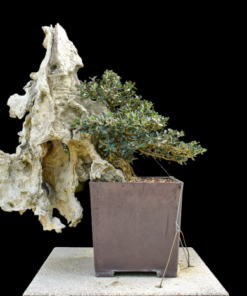 european olive bonsai