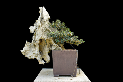 european olive bonsai