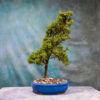 Juniper Procumbens Nana