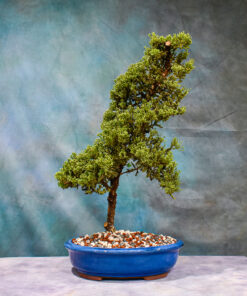 Juniper Procumbens Nana