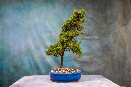 Juniper Procumbens Nana
