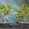 water jasmine bonsai for sale