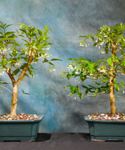 water jasmine bonsai for sale
