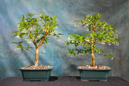 water jasmine bonsai for sale