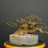 ficus bonsai for sale