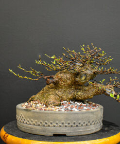 ficus bonsai for sale
