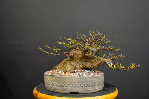 ficus bonsai for sale