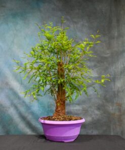 Bald Cypress – One of a Kind Pre-Bonsai