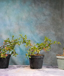 Dwarf Barbados Cherry – 6″ Pots