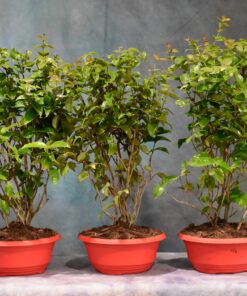 Surinam Cherry – Forest – 9″ Pot