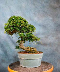 Fukien Tea – Curved Trunk – One of a Kind Pre-Bonsai