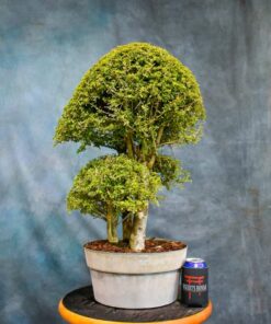 Nia (Neea) – One of a Kind Pre-Bonsai