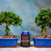 fukien tea bonsai tree