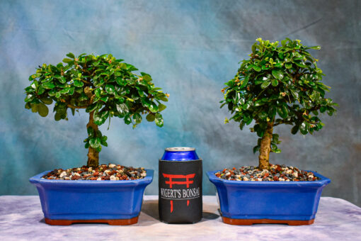 fukien tea bonsai tree
