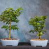 Brazilian rain bonsai