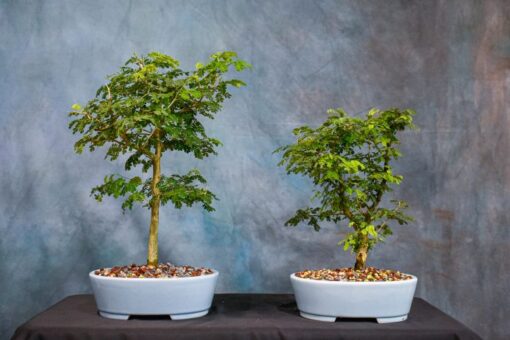 Brazilian rain bonsai