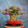 vietnamese blue bell bonsai