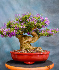 vietnamese blue bell bonsai