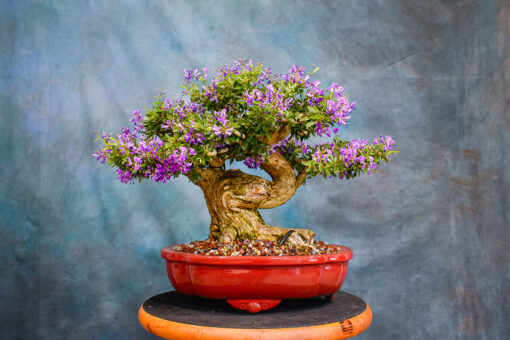 vietnamese blue bell bonsai