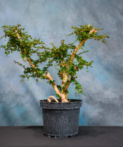 ‘Small Leaf’ Fukien Tea – One of a Kind Pre-Bonsai