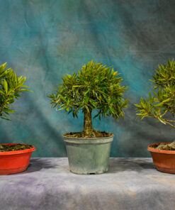 Shohin Willow Leaf – Ficus Salicaria – 6″ to 7″ Pot