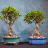 Curved Trunk – Bonsai Tree
