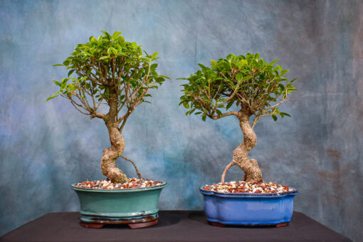 Curved Trunk – Bonsai Tree