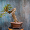 premna bonsai