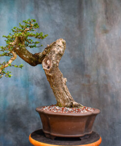 premna bonsai