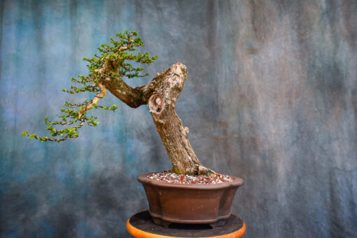 premna bonsai