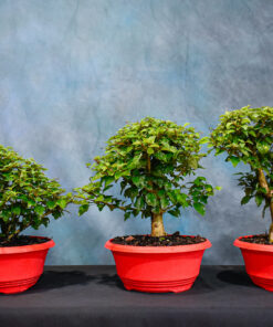 Parrot’s Beak – Gmelina Philippensis – 7″ to 9″ Pot
