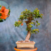 Buttonwood – One of a Kind Bonsai