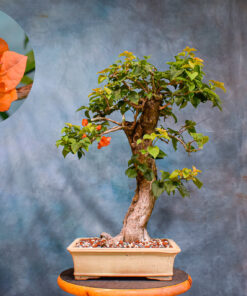 Buttonwood – One of a Kind Bonsai
