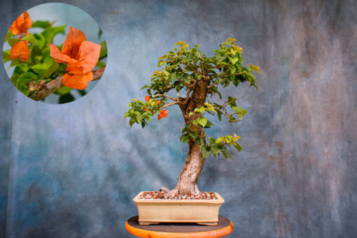 Buttonwood – One of a Kind Bonsai