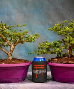 Premna – 9″ Pots