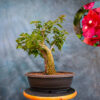 Red Bougainvillea