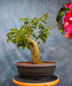 Red Bougainvillea