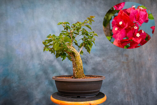 Red Bougainvillea