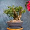red bougainvillea​