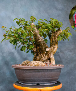 red bougainvillea​