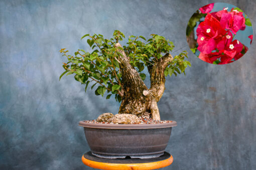 red bougainvillea​